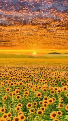 the sun is setting over a large field of sunflowers