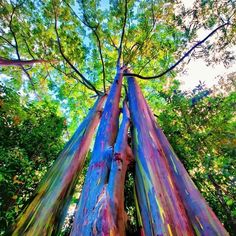 the rainbow colored tree is standing tall in the forest, looking up at it's canopy