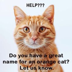 an orange tabby cat with the caption help? do you have a great name for an orange cat let us know