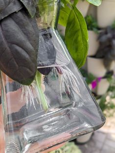 a clear vase filled with water and plants