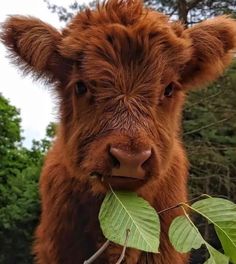 a brown cow standing next to a lush green leaf covered tree branch and looking at the camera