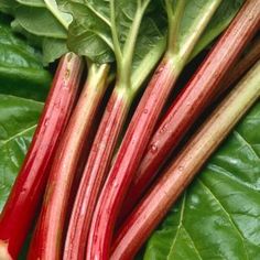 some red and green leafy vegetables with water droplets on them's tops are shown