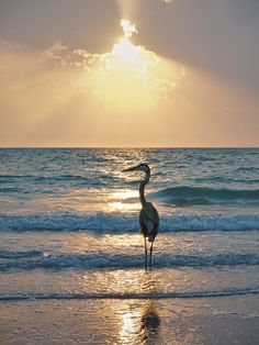 the bird is standing in the water on the beach near the ocean and sun shining through the clouds