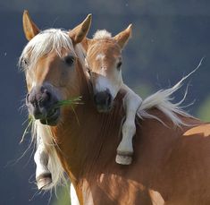 two horses are standing close to each other with the words horse hugs in front of them