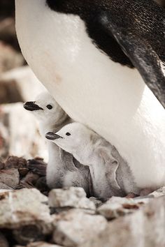 an adult penguin standing next to two baby penguins on some rocks and gravel with their beaks open