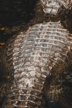 an alligator's skin is covered in brown and white flecks, as it swims through the water