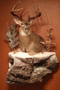 a taxidermy mounted on the side of a wall next to rocks and plants