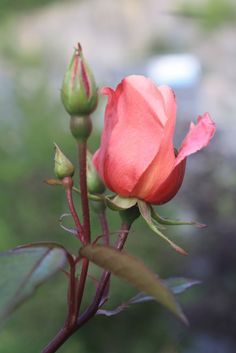 a red rose budding in front of a blurry background