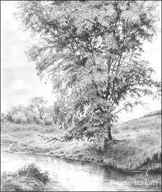 a pencil drawing of a tree next to a river with grass and trees in the background