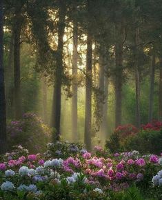 the sun is shining through the trees and flowers in the forest with pink and white azaleas