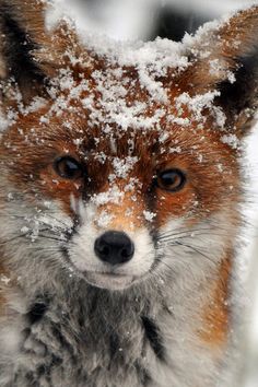 a close up of a fox in the snow