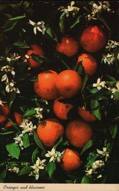 oranges and blossoms are growing on the tree