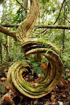 an old, twisted tree in the woods