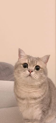 a grey cat sitting on top of a couch next to a wall and looking at the camera