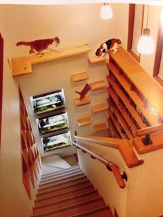 two cats walking up and down the stairs in a house with wood treadmings