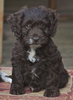 a small black dog sitting on top of a rug