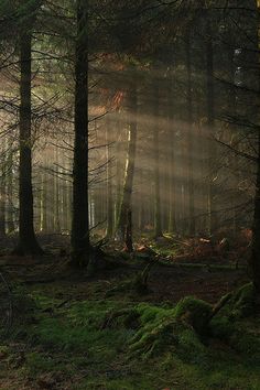 sunbeams shine through the trees in a forest filled with green grass and moss