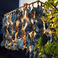 a chandelier made out of oysters hanging from the side of a wall