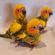 three yellow and green birds standing next to each other on top of a white surface