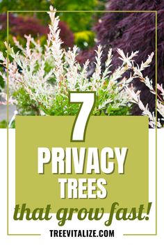 plants with the words 7 privacy trees that grow fast in front of them and text overlay