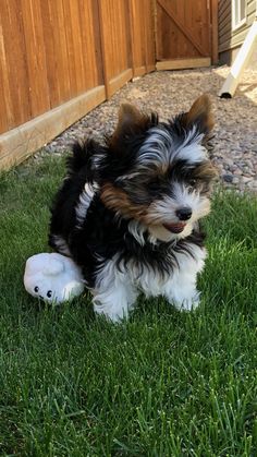 a small black and white dog sitting in the grass