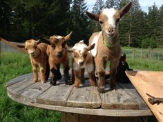 a group of baby goats standing on top of a wooden table