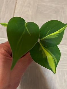 a person holding a green leaf in their hand