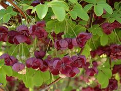 red flowers hang from the branches of a tree