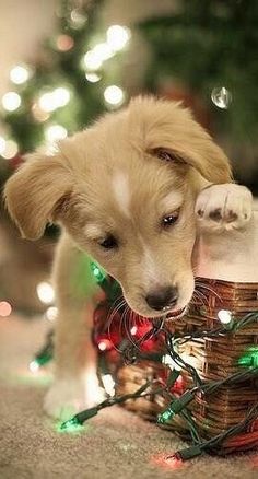 a puppy is sitting in a basket with christmas lights on the floor and his head sticking out