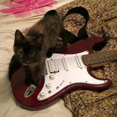 a cat sitting on top of an electric guitar