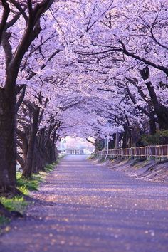 the road is lined with pink flowers and trees