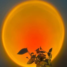 a plant in a vase with the sun setting behind it and an orange circle around it