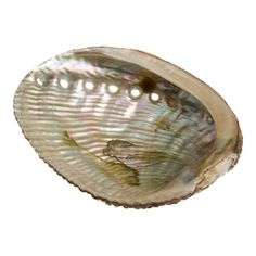 an image of a seashell on a white background