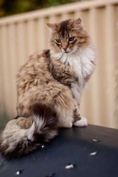 a fluffy cat sitting on top of a car