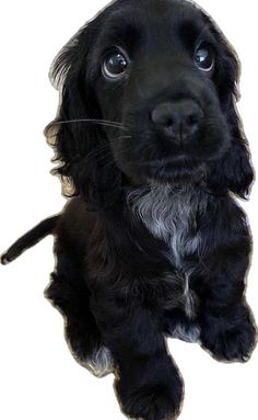 a black puppy is looking up at the camera