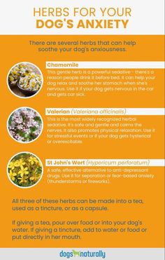 an info sheet describing the benefits of herbs for your dog's health