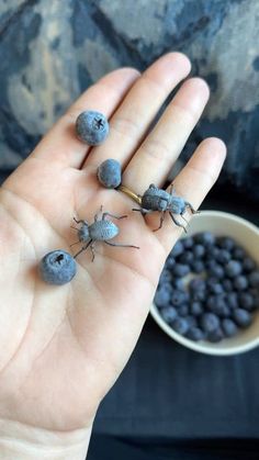 three small bugs sitting on top of a person's hand next to blueberries