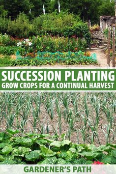 a garden with lots of plants growing in it and the words succession planting grow crops for a