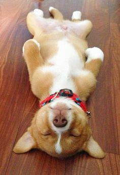 a brown and white dog laying on top of a wooden floor with its eyes closed