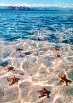 starfish in shallow water on the beach