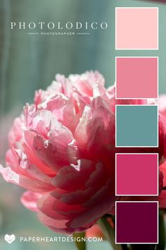 a pink flower is in the middle of a color palette with text overlaying it