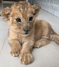 a young lion cub is sitting on the floor