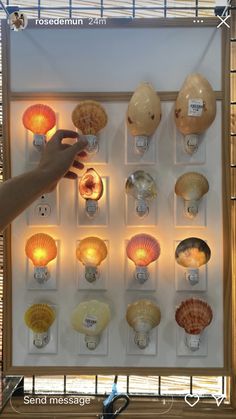 there is a display with shells on the wall and lights in the bottom half of it