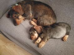 two small dogs are sleeping on the couch