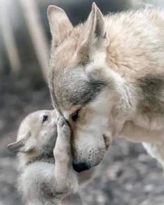 a wolf and her baby are touching noses