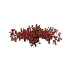 a red bush with green leaves on white background