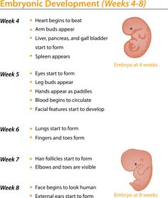 the baby's development stages are shown in this chart