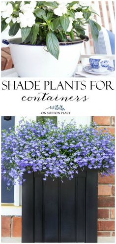 a planter with purple flowers in it and the words shade plants for containers below