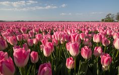 a field full of pink tulips under a blue sky