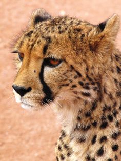 a cheetah staring at something in the distance with dirt and rocks behind it